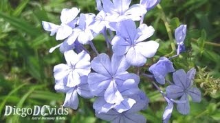 Plumbago auriculata Plumbaginaceae Blue plumbago  Belaemília Jasmim azul [upl. by Madai]