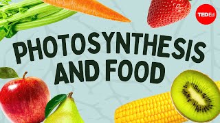 The simple story of photosynthesis and food  Amanda Ooten [upl. by Dimitri]