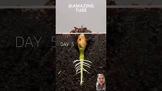 Peanut Time Lapse gardening plants farming amazingfacts viralshorts youtubeshorts [upl. by Egidius173]