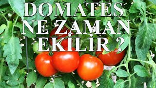 DOMATES NE ZAMAN EKİLİR [upl. by Euqimod]