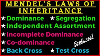 Mendels 3 Laws of Inheritance Dominance Segregation Independent Assortment Genetics Punnett Square [upl. by Kreis]