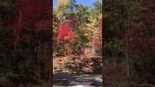 Salvador Art Work Trees in gentle hug surround Foothills Parkway TN kitten meditation nature [upl. by Rebecka313]