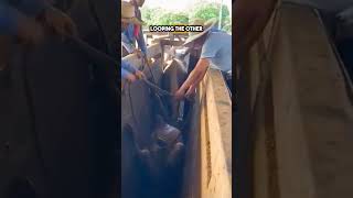 200 IQ Technique to Rescue a Cow shorts [upl. by Yesoj]