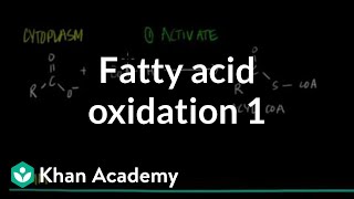 Fatty Acid Oxidation  Part I [upl. by Hertz]