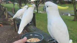 Lunch time for our loved cockatoos 🇦🇺❤️ viral fyp feedthebirds birds wildlife [upl. by Anceline]