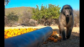 Blowgun Baboons and Danger [upl. by Tadd]