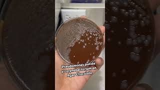 Corynebacterium y Pseudomonas putida 🧫🧫🧫🥲🧫 Bacteriologia microbiologia [upl. by Giesecke]