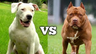 Dogo Argentino VS Pitbull  Which Dog Is Right For You [upl. by Cecelia]