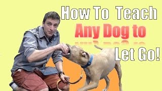 How to Teach ANY DOG to LET GO of a TOY During Fetch [upl. by Aihsetan]