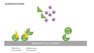 Complement System Pathway [upl. by Nathanoj]