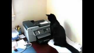 Printer Attacks Cat [upl. by Mani296]