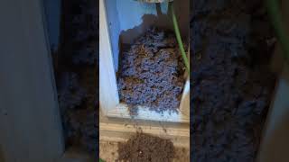 Clogged dryer vent cleaning [upl. by Orianna]