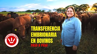 TRASPLANTE DE EMBRIONES EN BOVINOS RED ANGUS  EMBRYO TRANSFER IN RED ANGUS CATTLE [upl. by Llednol]