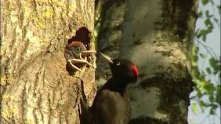 SPILLKRÅKA Black Woodpecker Dryocopus martius Klipp  75 [upl. by Berlinda]