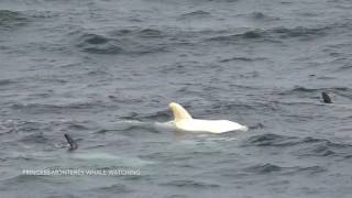 Another look at the albino or leucistic Rissos Dolphin Monterey Bay 6917 [upl. by Nyla]