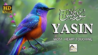 Surah YaseenYasin  سورة يس l Marvelous Heart Touching Emotional Angelic Voice [upl. by Edmee]