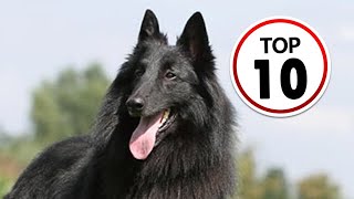 10 Belgian Sheepdog Facts You Didnt Know [upl. by Clova]