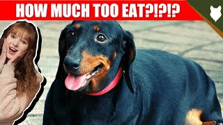 How Much Should I Feed My DACHSHUND [upl. by Irami661]