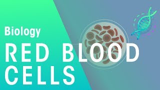 Red Blood Cells  Physiology  Biology  FuseSchool [upl. by Con]