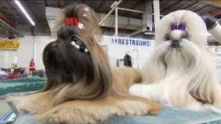 Dogs 101 Shih Tzu [upl. by Surat]