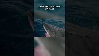 Las líneas laterales en los peces documental movie pelicula viral [upl. by Seagraves253]