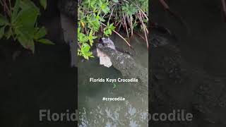 Florida Keys Crocodile 🐊 wildlife crocodile [upl. by Anoit]