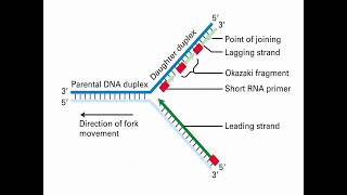 Process of DNA Replication and Synthesis [upl. by Rapsag]