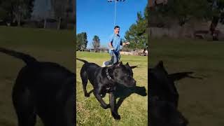 Running with All Black Presa Canario [upl. by Clarabelle]