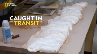 Caught in Transit  Airport Security Madrid  हिंदी  Full Episode  S7  E2  Nat Geo [upl. by Chamberlin2]