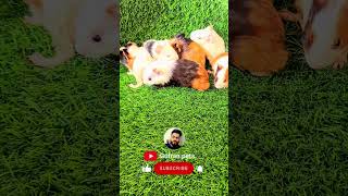 guinea pigs🐹 available for sale guineapig pet petslover shorts ytshorts viral Gufranpets [upl. by Ejroj427]