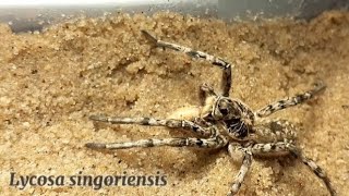 Lycosa singoriensis tarantula [upl. by Anneg989]