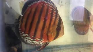 Cheshire Oaks Discus £15 £20 discus fish sales [upl. by Prentiss]