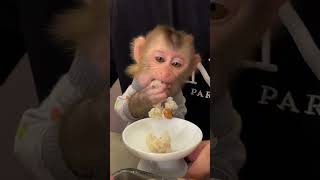 Monkey chú khỉ dễ thương [upl. by Ayekam322]