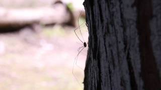 harvestmen ザトウムシ 第9使徒マトリエルのような節足動物 order phalangida [upl. by Rollin]