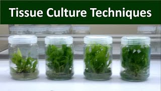 Techniques of Invitro Micro propagation  Tissue Culture [upl. by Dreyer492]