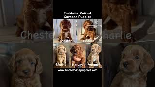 Cavapoo Puppies 1215 lbs at maturity wwwhomemadepuppiescom cavapoopuppies cavapoo puppies [upl. by Ertnod]