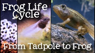 The Life Cycle of a Frog Metamorphosis from Tadpole to Frog for Kids  FreeSchool [upl. by Ahseyk363]