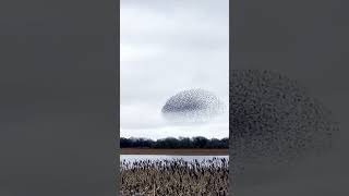 Hundreds of starlings appear as one giant bird [upl. by Mallon]