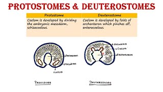 Protostomes and Deuterostomes [upl. by Yahska762]