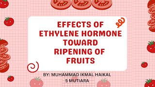 Effects Of Ethylene Hormone Towards Ripening Of Fruit Biology Form 5 Experiment [upl. by Etnauj]