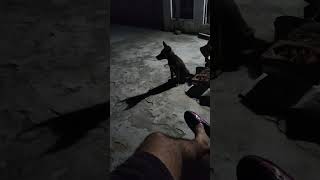 gsd puppy barking [upl. by Cadmarr]