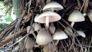 How to grow volvariella mushroom using banana leaves [upl. by Daryle599]