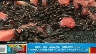 BP Buto ng pakwan pangunahing pinagkakakitaan ng ilang tagaBangued Abra [upl. by Sualk]