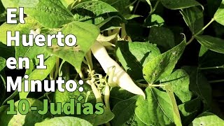 Como Plantar Judías  Cultivo de la judía Paso a Paso 👩‍🌾👨‍🌾 Huerto Urbano en 1 minuto [upl. by Ayhtak]