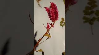 Herbarium ❤️ youtube shorts reels herbarium ytshort [upl. by Thayne268]