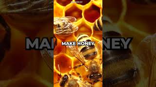 Why Do Bees Make Honey honey bees facts [upl. by Tracay585]