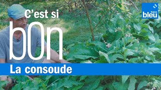 La consoude une plante aux propriétés étonnantes  Cest si bon [upl. by Hadihahs]