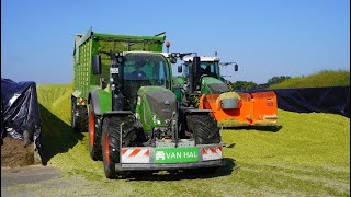 Mais 2024  Fendt 924  Claas Jaguar 950  van Hal Voorst  Kuilwerk  Maishakselen  Mais silage [upl. by Yedok902]