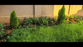 Post First November Rain PreLawn Cut Garden Walkaround [upl. by Hannazus]