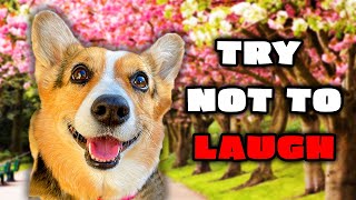 Best Talking Dog Videos October 2023 [upl. by Lamrej]